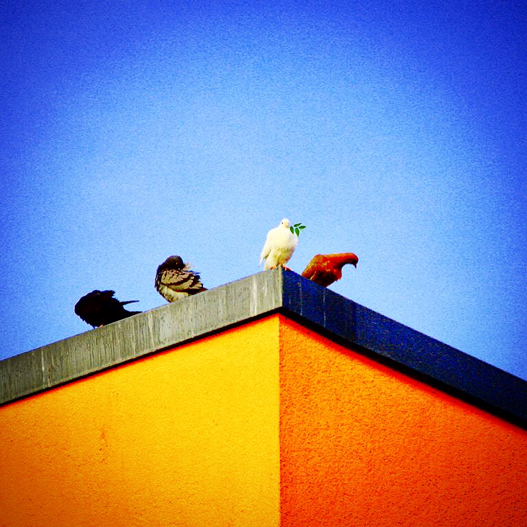 Der Frieden der Tauben - Photo: Eric Reppe