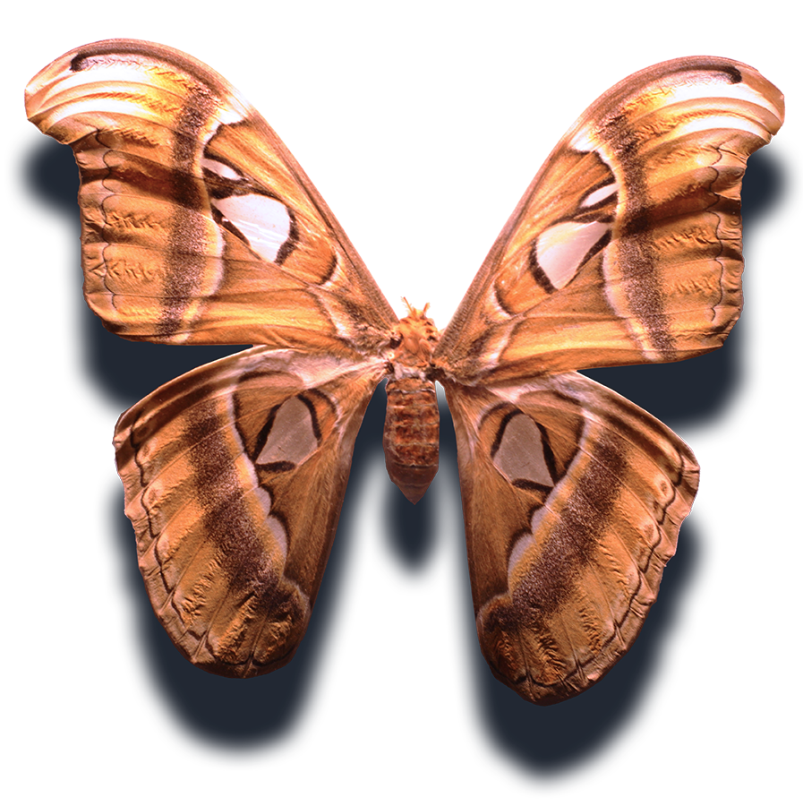 Schmetterling - Attacus atlas