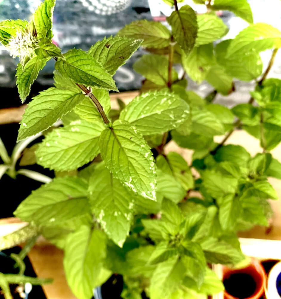Schokoladenminze
