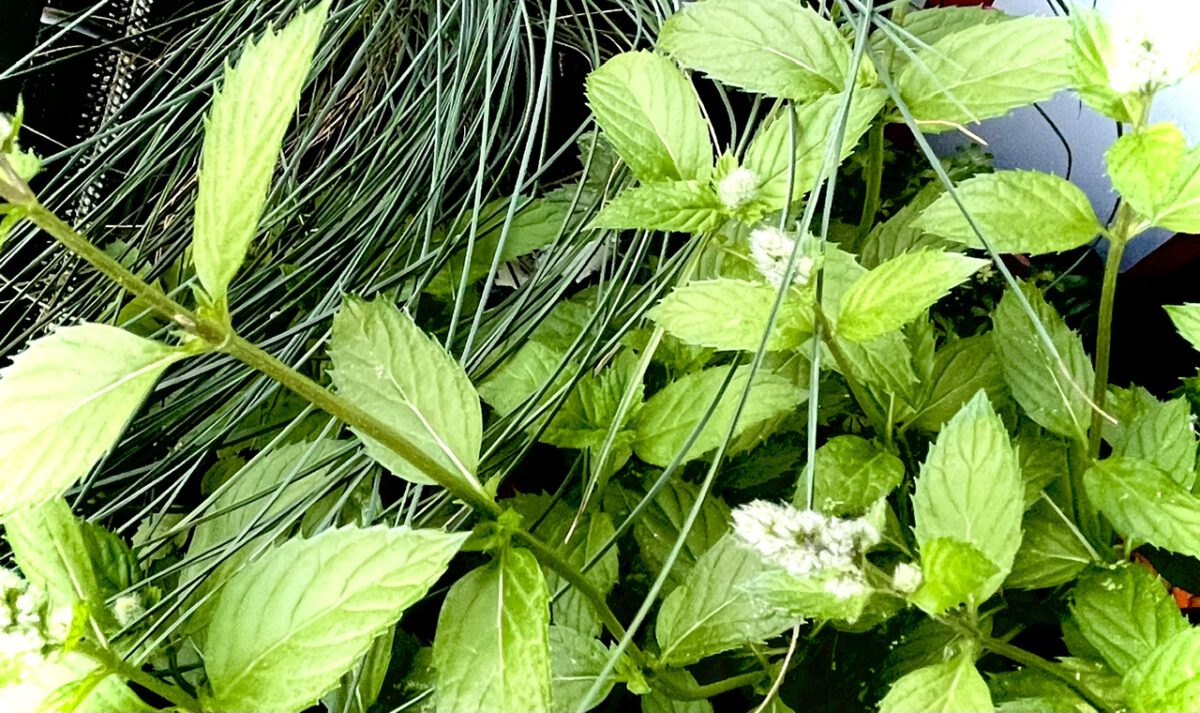 Grüne Minze - Mentha spicata