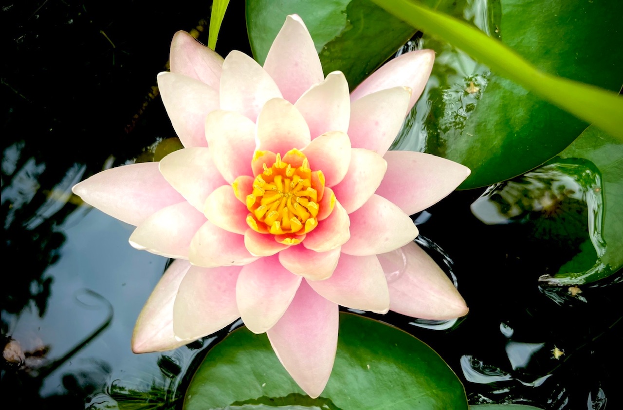 Ohne Schlamm kein Lotus und kein Lotus, ohne Stengel.