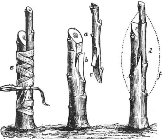 Pfropfen