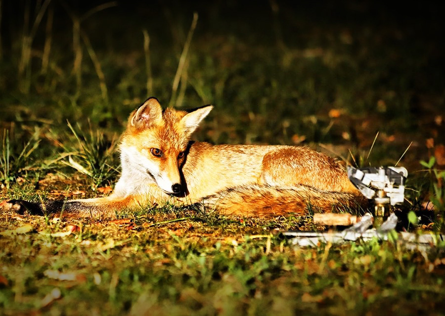 Fuchs Dusche Fuchs in Berlin - Photo: Eric Reppe