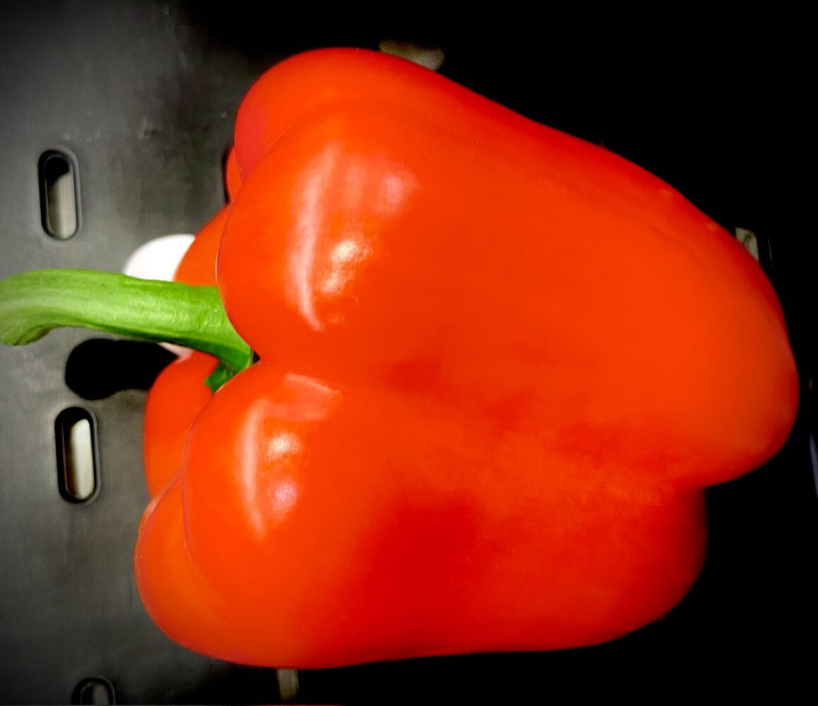Paprika rot