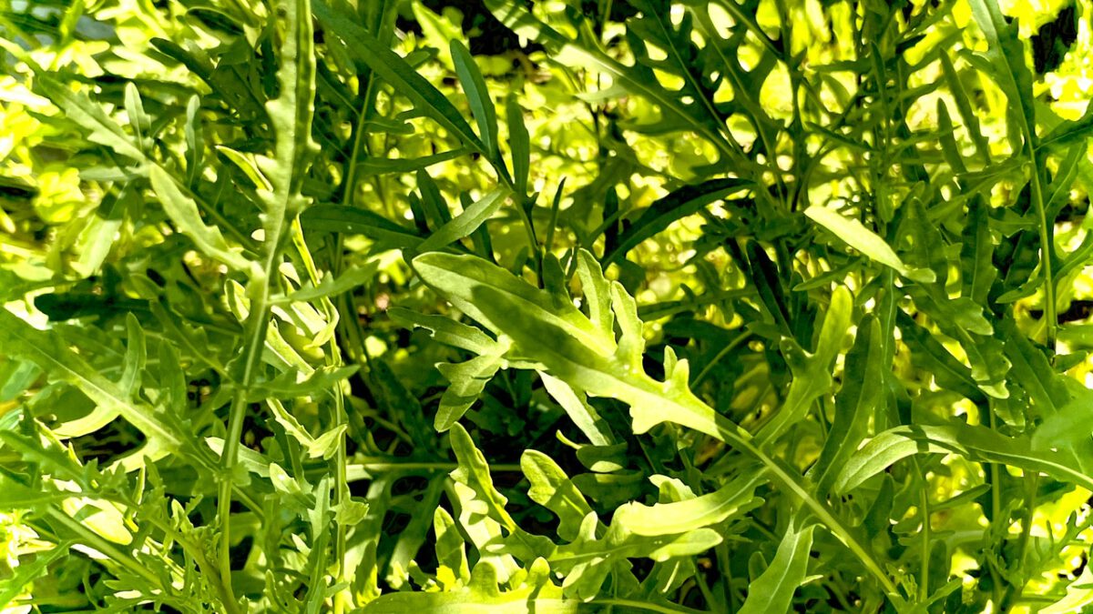 Rucola