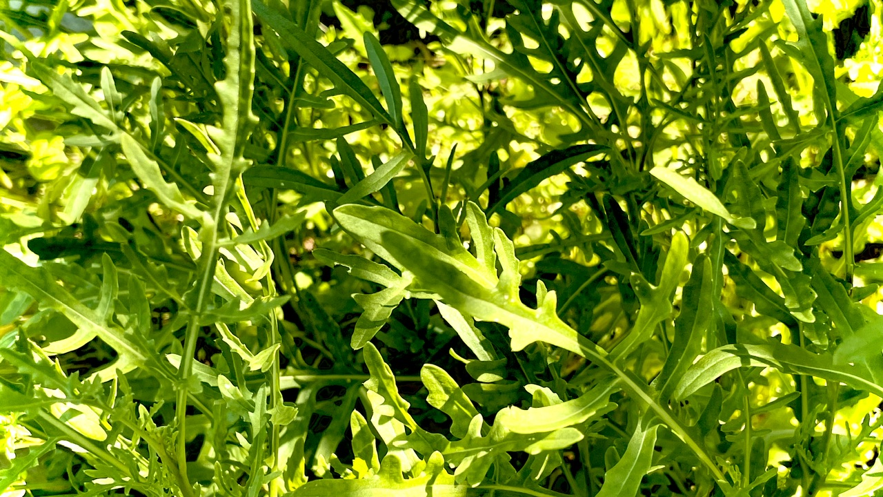 Rucola