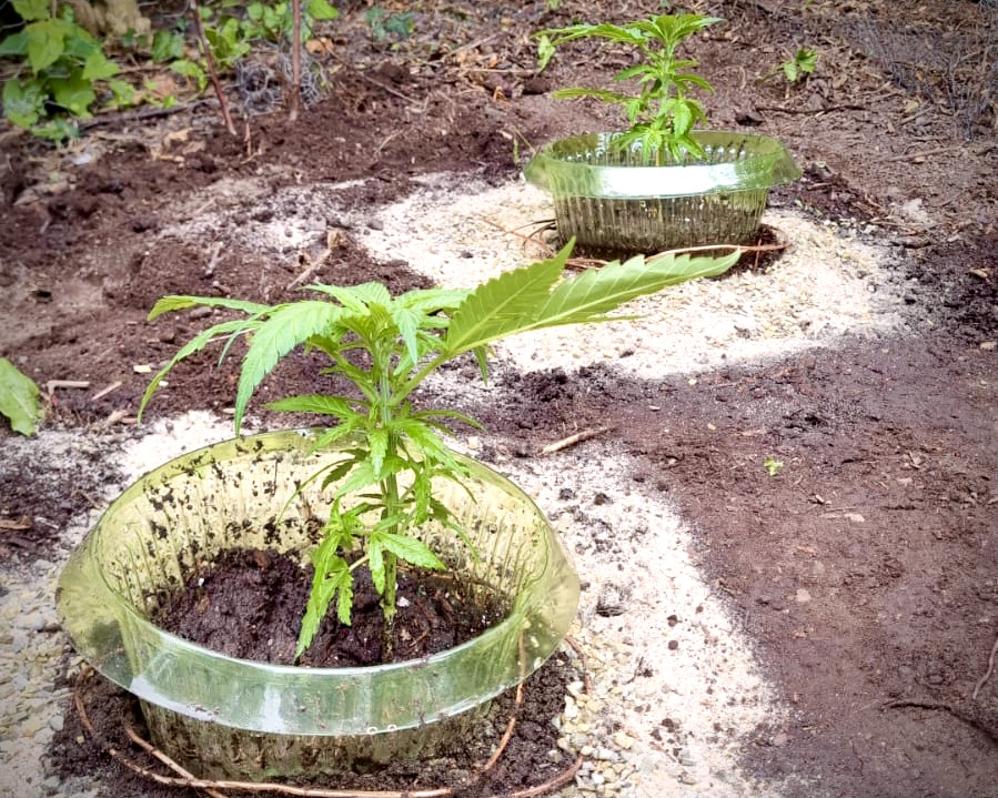 Schneckenschutzmaßnahmen