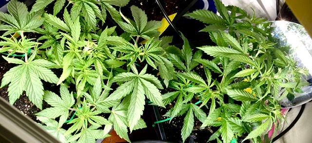 Eigenanbau im Growschrank