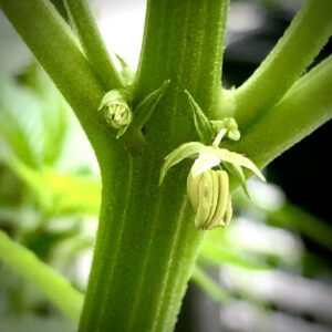 Männliche Blüten einer Hanfpflanze