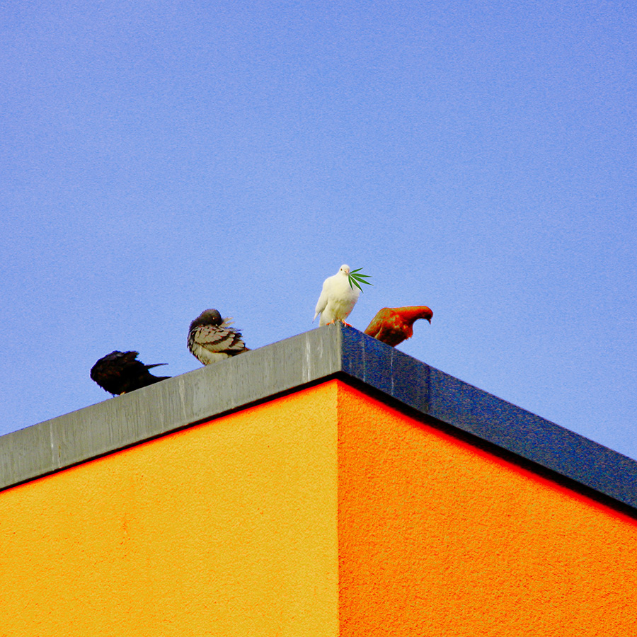Der-Frieden-der-Tauben-Hanf – PHOTO: Eric DER HAARFLÜSTERER®