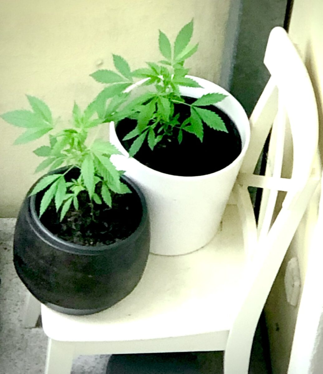 Sauberer Hanfanbau im privaten Bereich