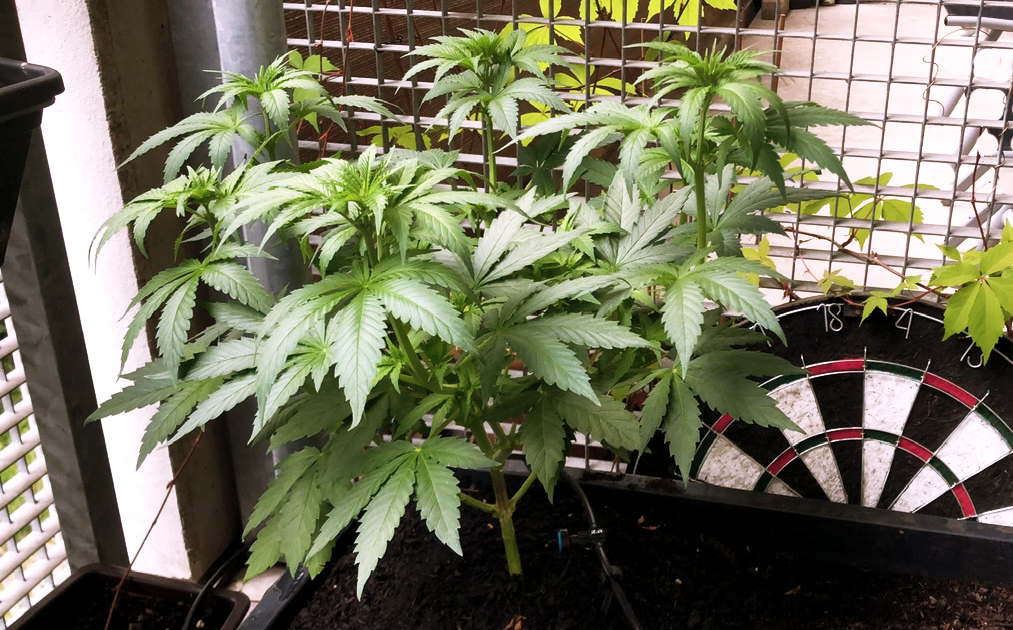 Hanf - Eigenanbau auf dem Balkon