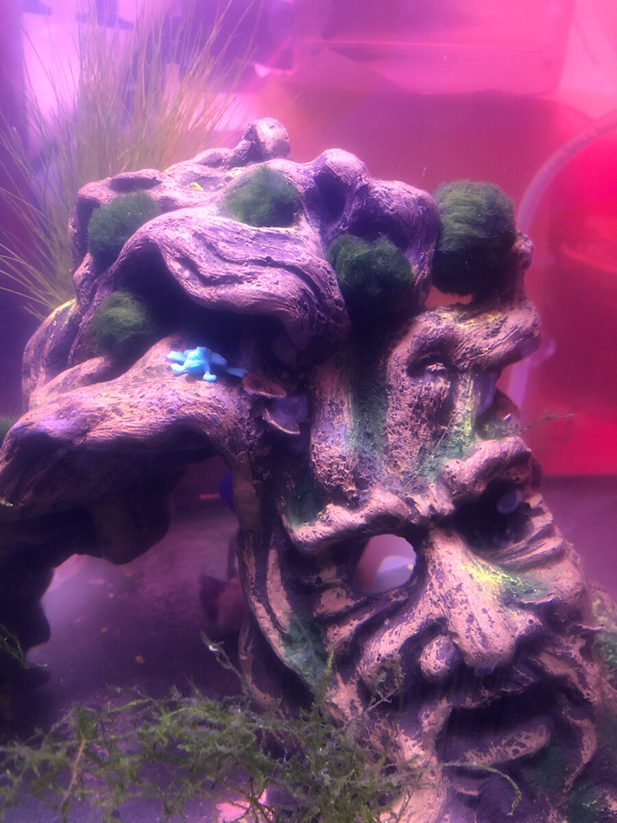 STAR-WARS-Aquascape – STARING Baby Yodas Frosch – Aquascape & PHOTO Eric DER HAARFLÜSTERER®