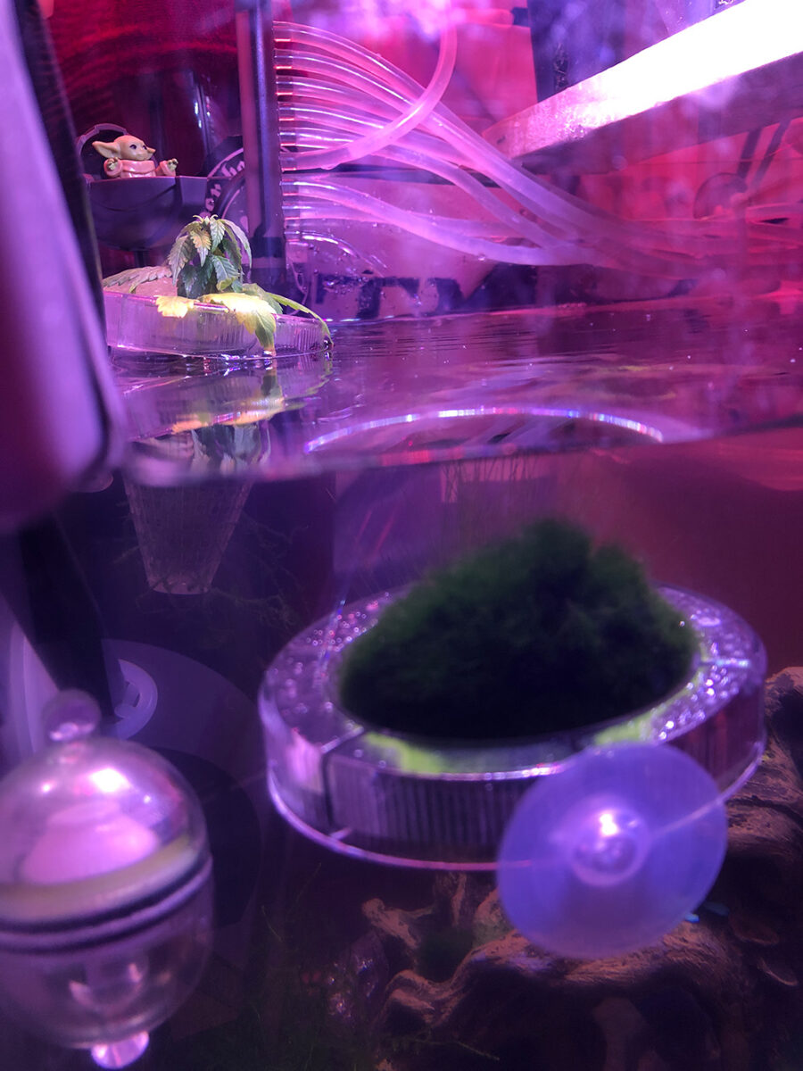STAR-WEED-Aquascape – STARING: Baby Yoda – AQUASCAPE & PHOTO: Eric DER HAARFLÜSTERER®
