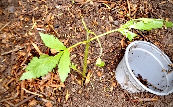 Hanf Schnecken im Garten
