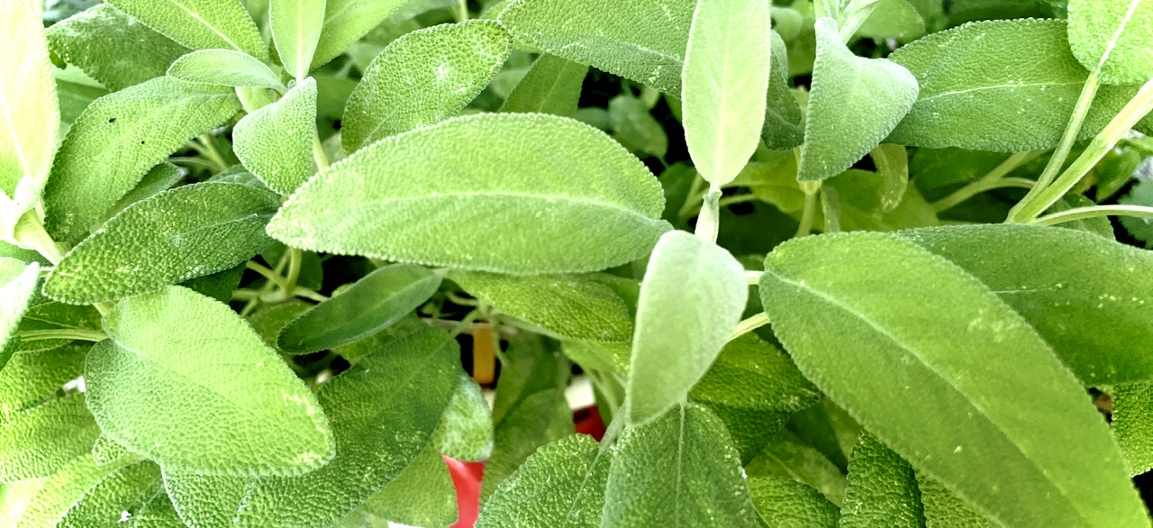 Salbei - सल्विया - Salviya