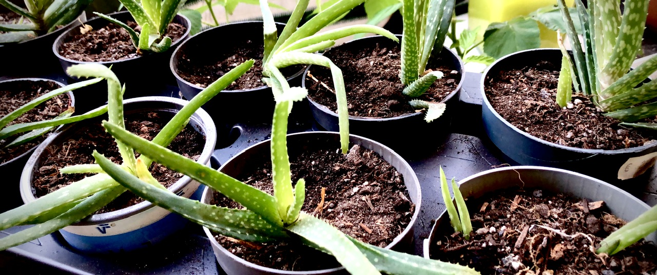 Aloe Vera