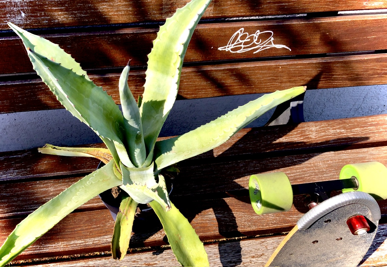 Blaue Agave