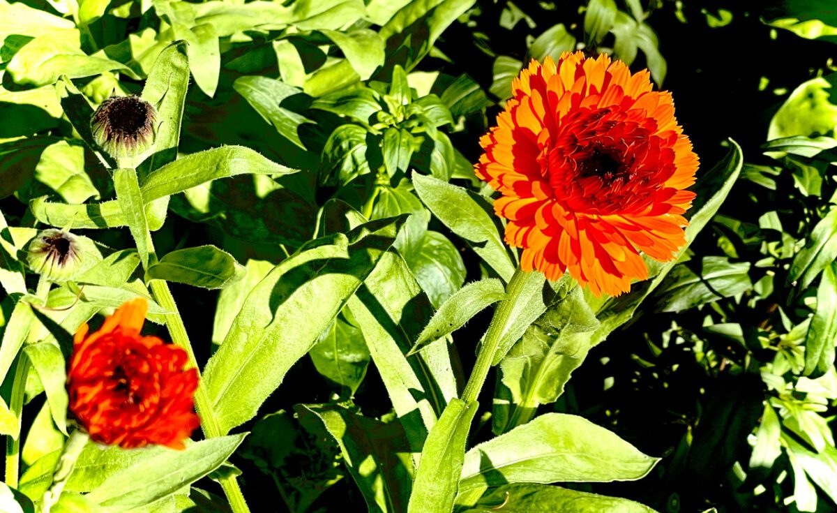 Ringelblume