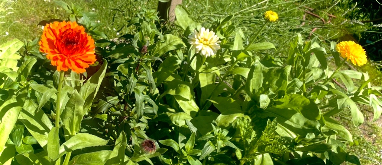 Ringelblumen