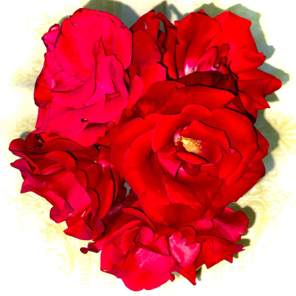 Rote Rosen